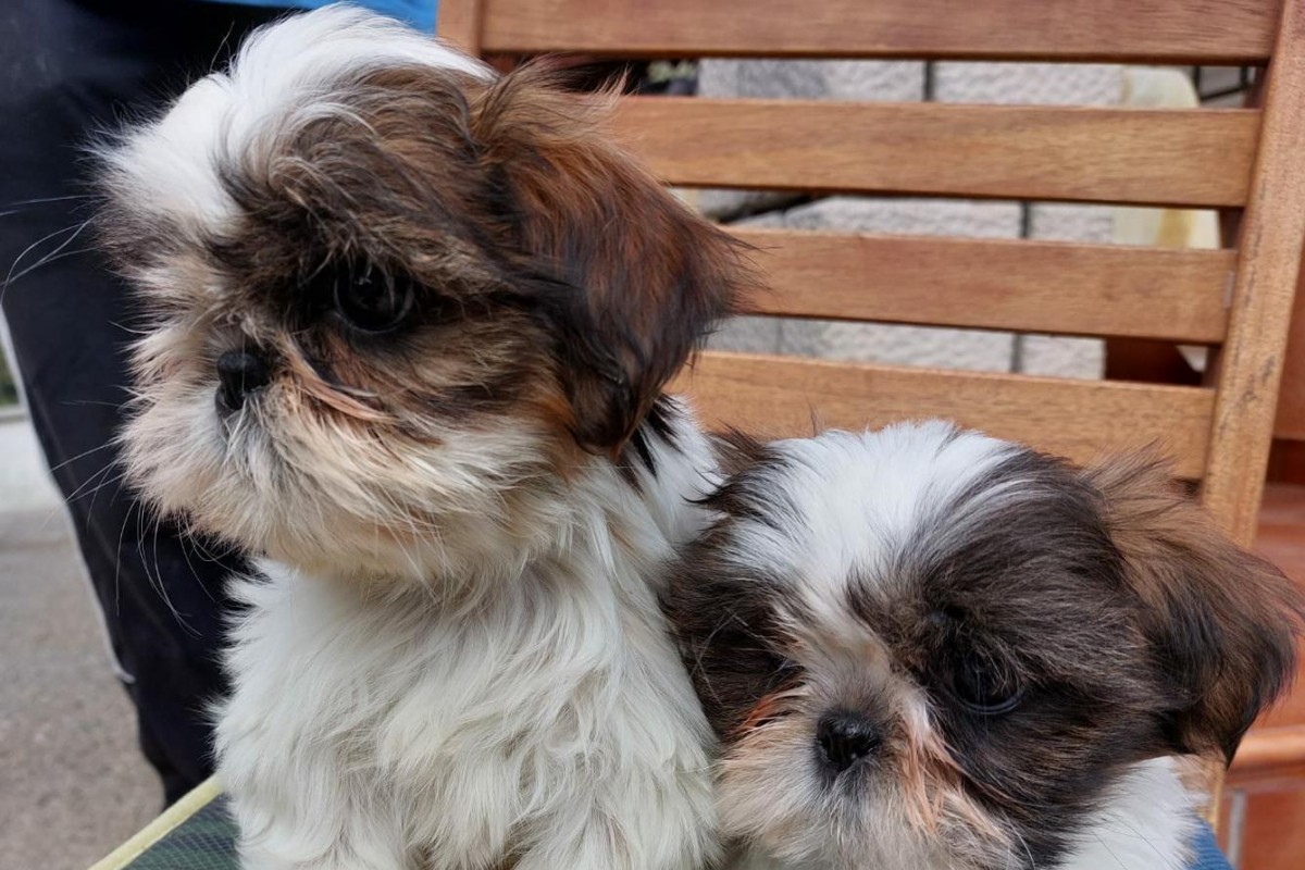 Cuidados de un Shih Tzu