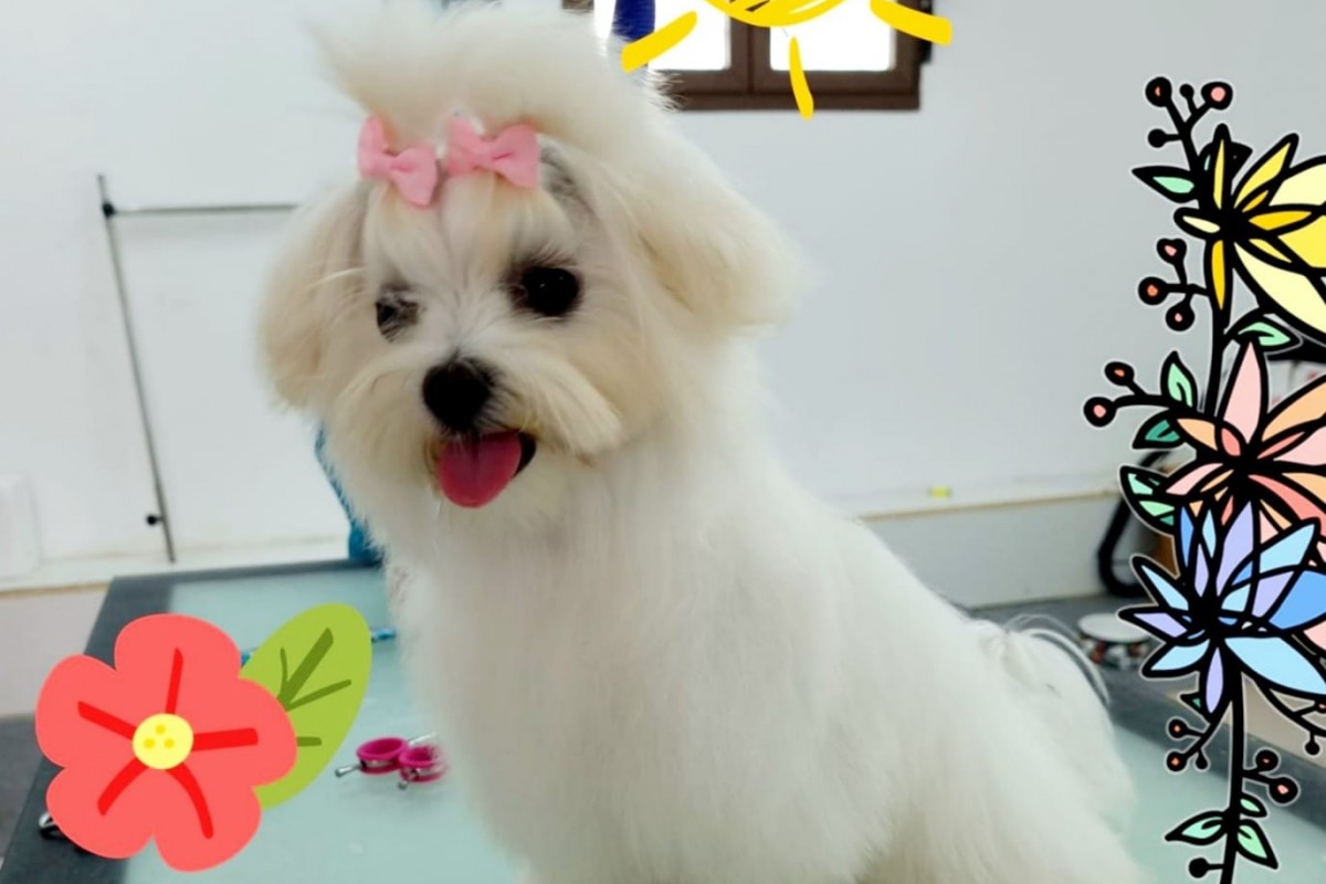 Cuidado del Bichón Maltés