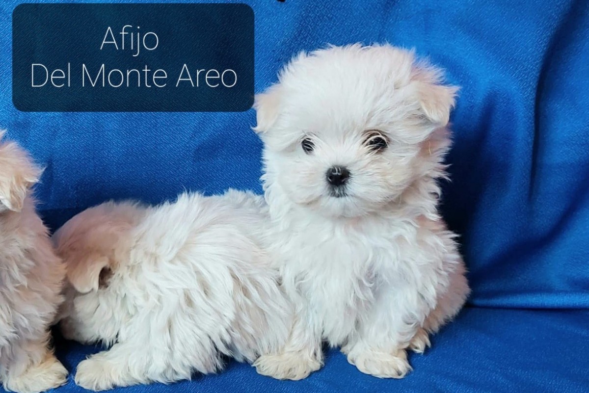 ¿Donde comprar un cachorro de bichón maltes?