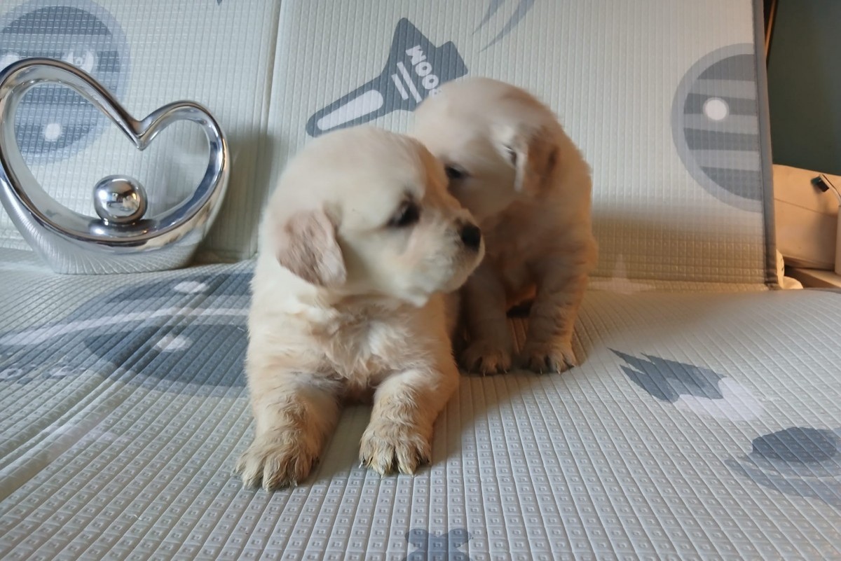 Golden retriever