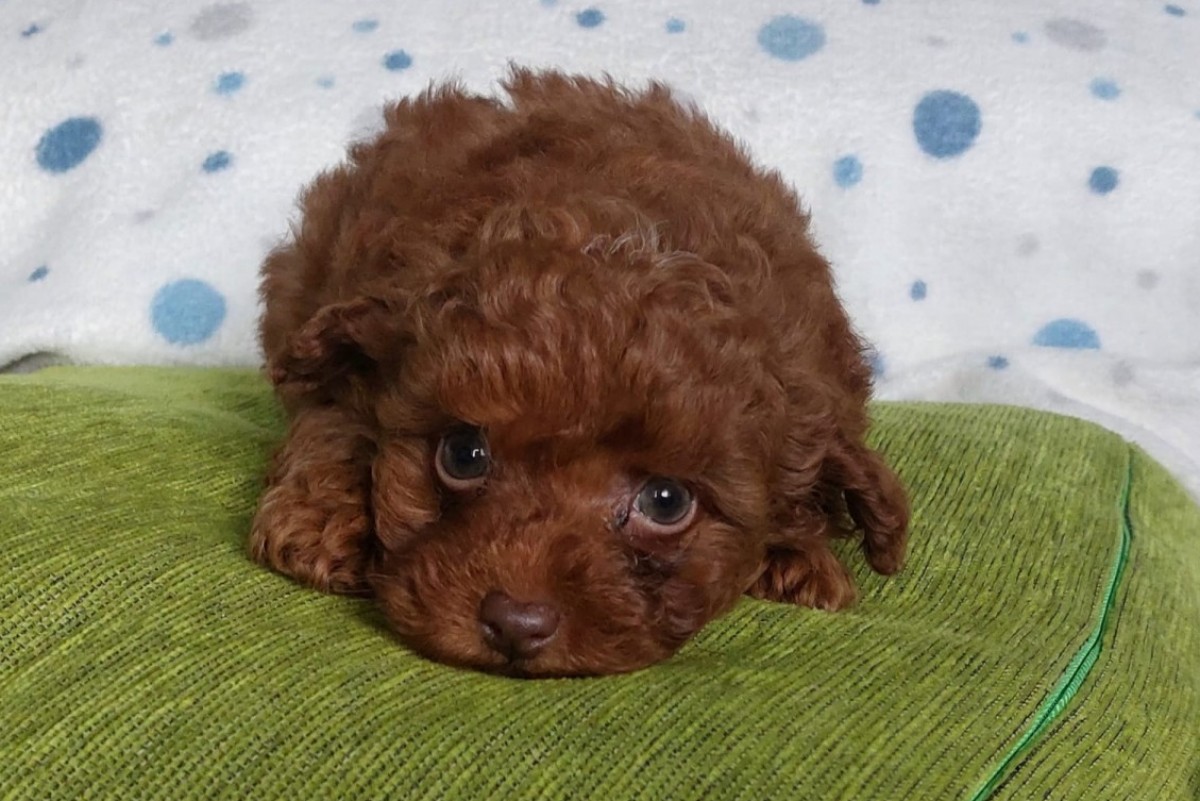 Caniche macho cachorro
