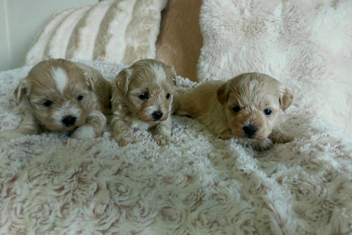 Cachorros Maltipoo Asturias