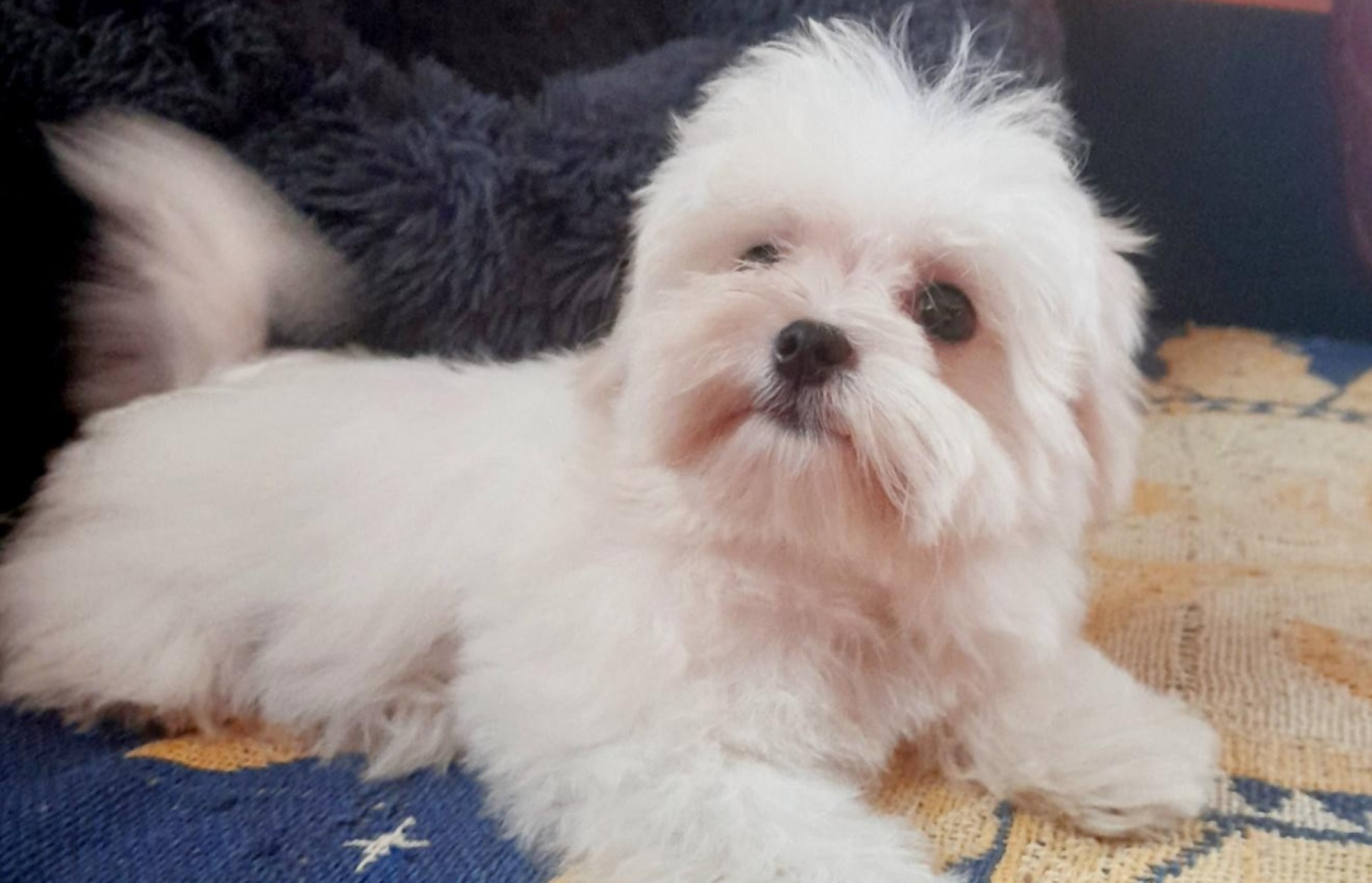 bichon1,jpg